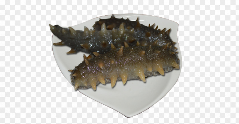 Sea Cucumber As Food PNG