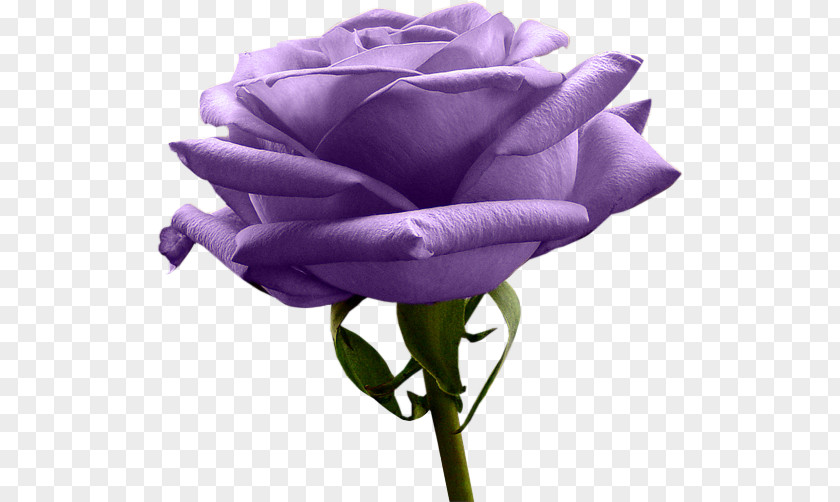 Tubs Rose Purple Yellow Flower Lavender PNG