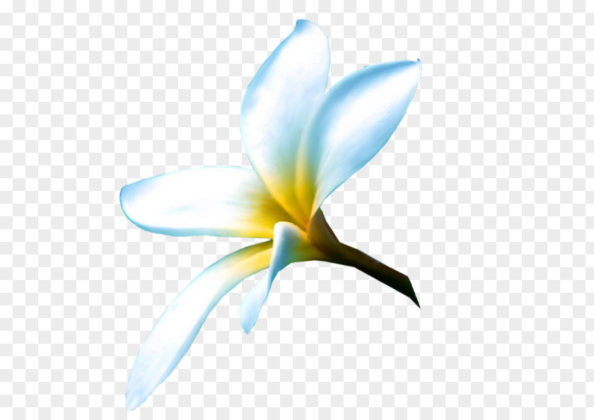 Desktop Wallpaper Microsoft Azure Computer Flowering Plant Plants PNG