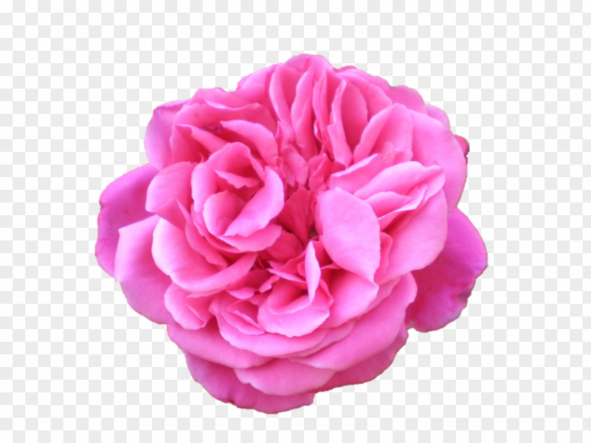 Durga Maa Belur Math Flower Preservation Garden Roses Centifolia PNG