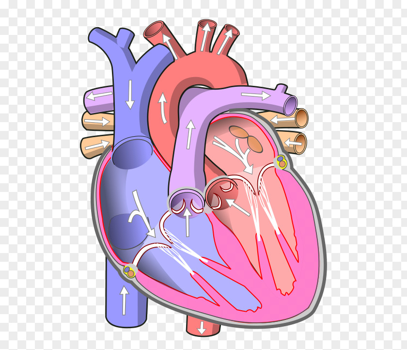 Heart Atrium Circulatory System Blood Vessel Ventricle PNG