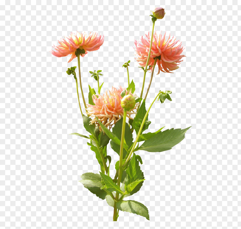 Pink Chrysanthemum Art Dahlia Plants Flower PNG