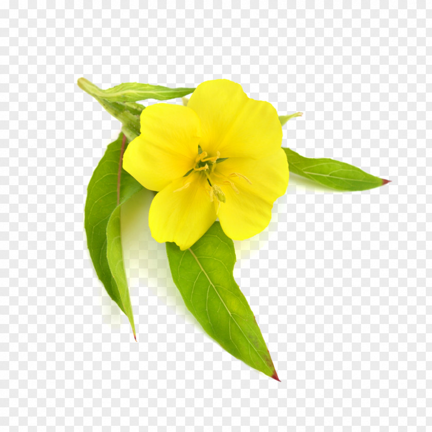 Primrose Common Evening-primrose Carrier Oil Borage Seed PNG