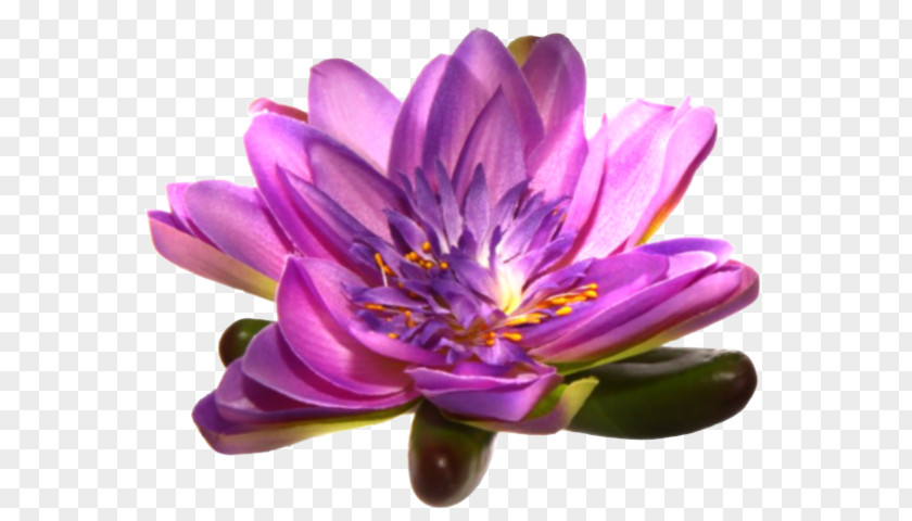 Purple Petal Flower Mauve Violet PNG