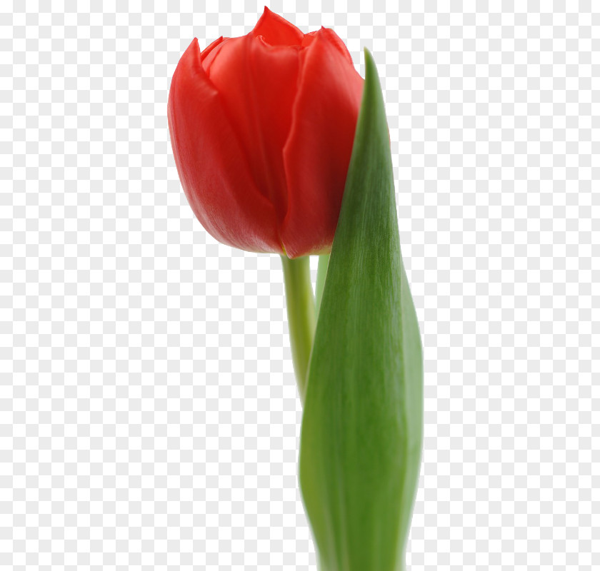 Tulip Red White Flower Bouquet PNG