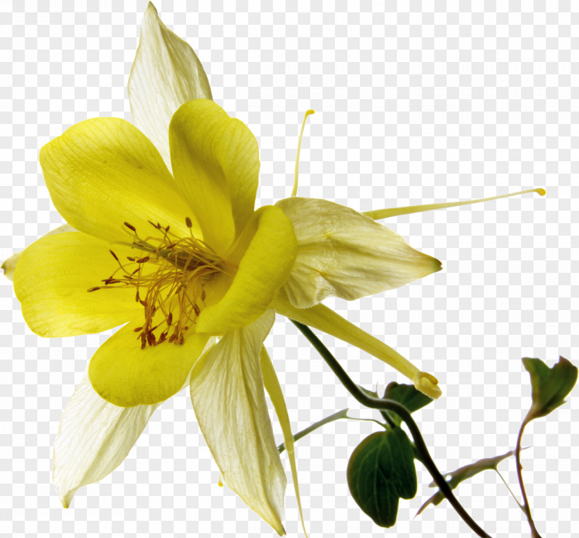 YELLOW Common Hibiscus Flower Clip Art PNG
