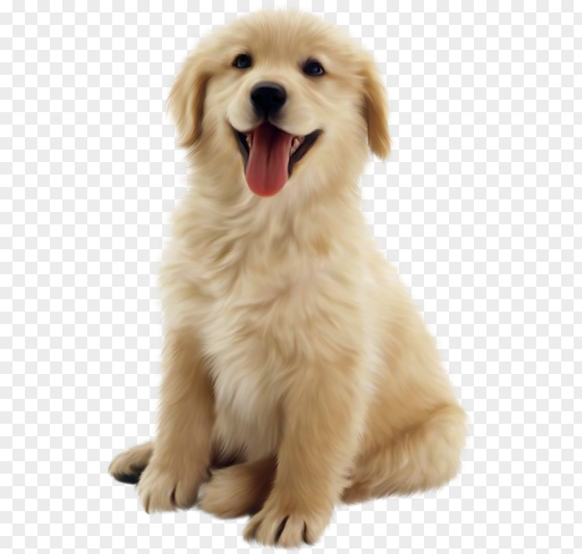 Dog 10 Golden Retriever Puppy Pet Clip Art PNG