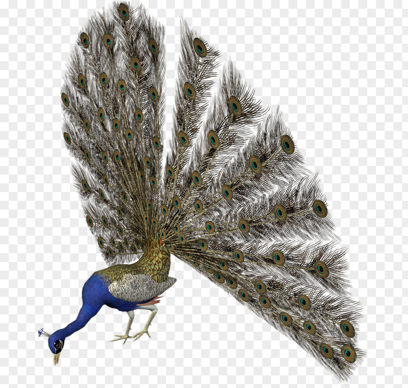 Jd Bird Pavo Feather Clip Art PNG