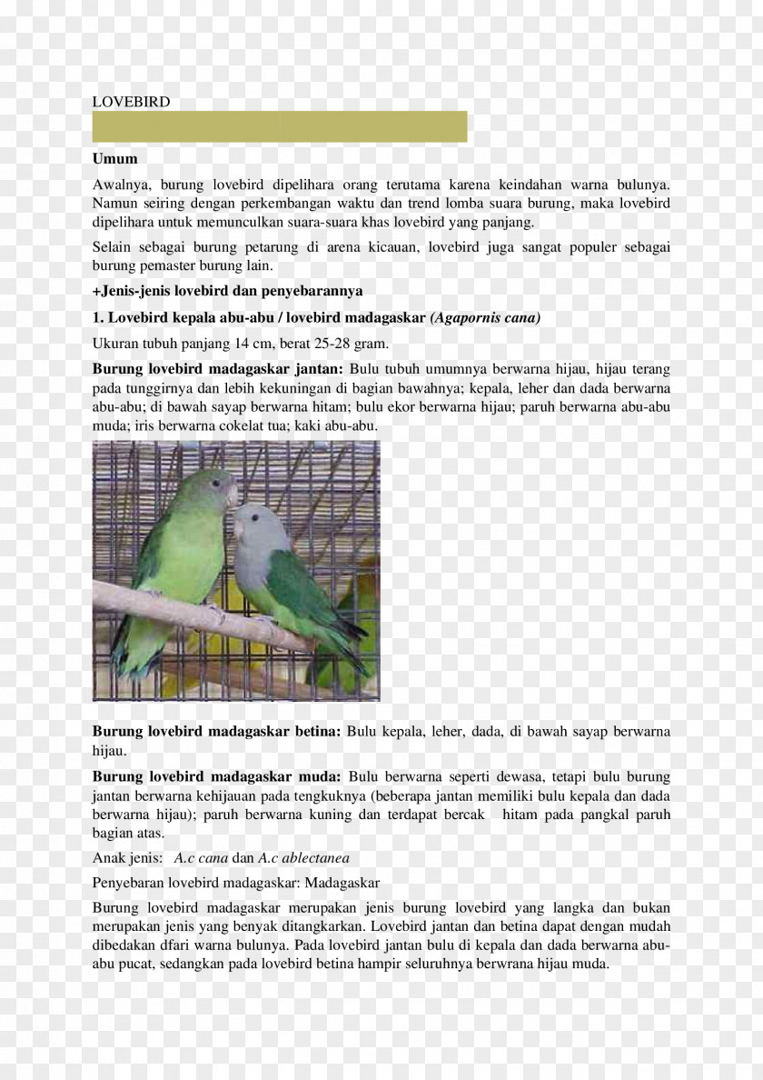 Africa Lovebird Africans Angle Brochure PNG