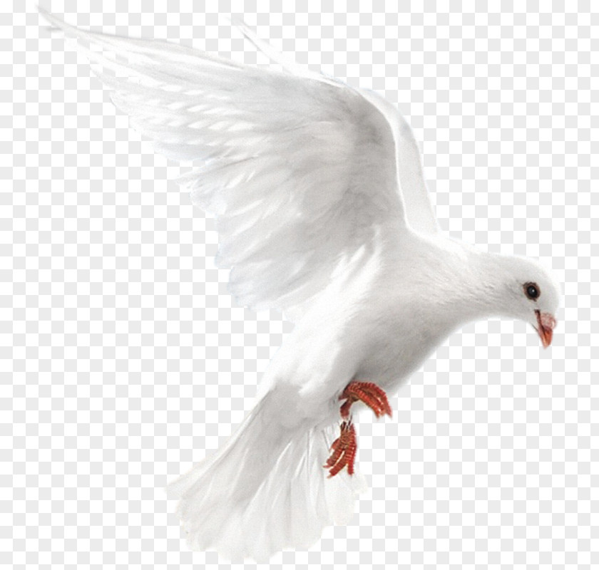 Bird Columbidae Homing Pigeon Release Dove Doves As Symbols PNG