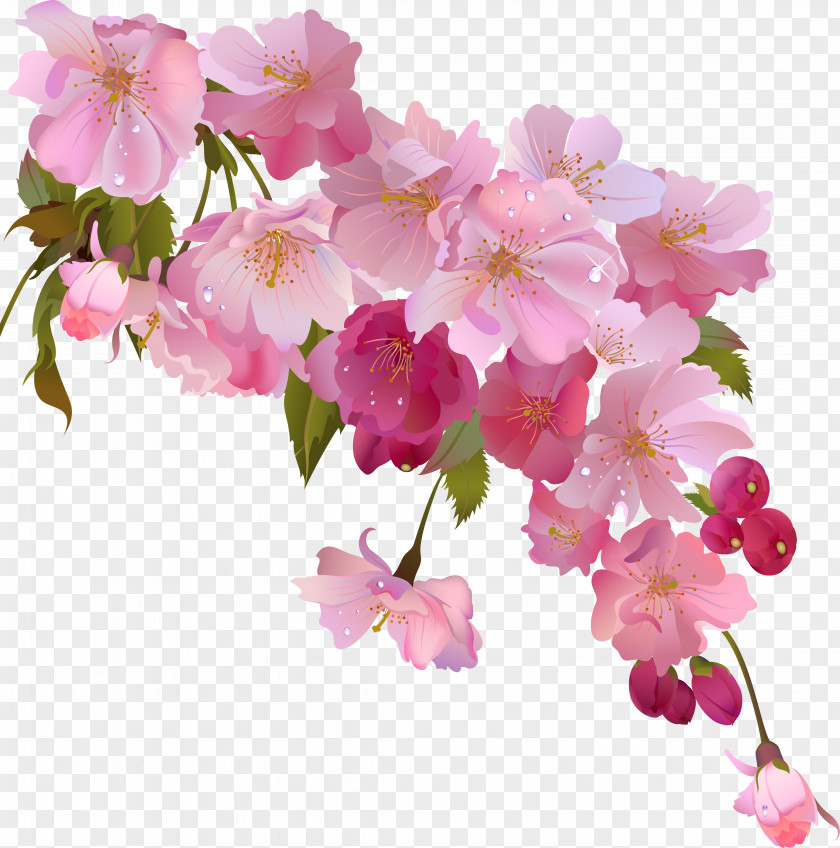 Flower Flowering Tea Stock.xchng Floral Design Image PNG