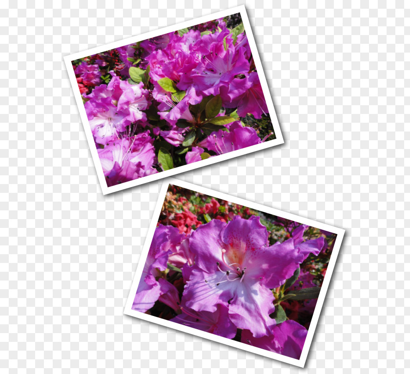 Mother Bee Flower Lilac Violet Purple Floral Design PNG