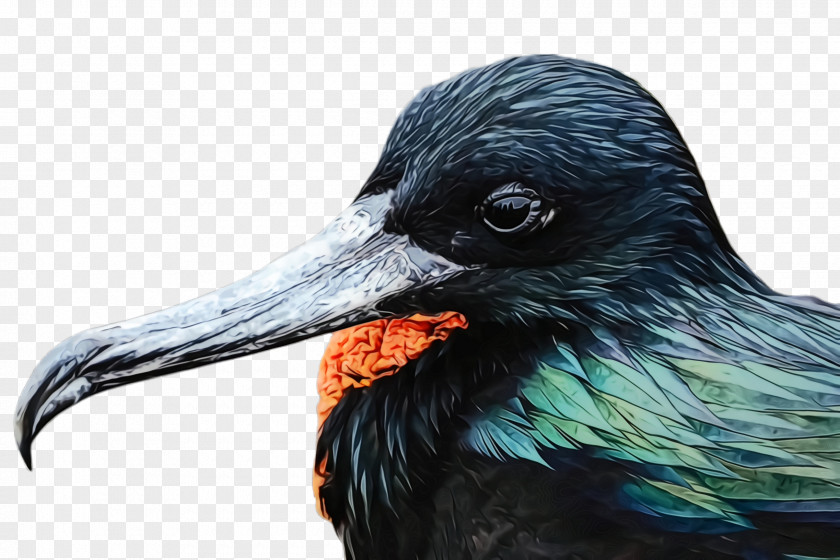 Rook Blackbird Bird Beak Raven Crow PNG