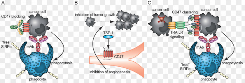 Atezolizumab Epacadostat Blog CD47 PD-L1 PNG