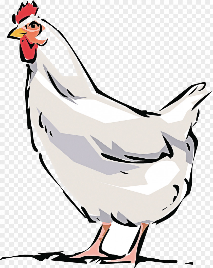 Bird Chicken Beak Rooster White PNG