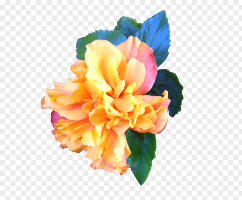 Fhoto Pictogram Digital Art Carnation Photograph Flower PNG