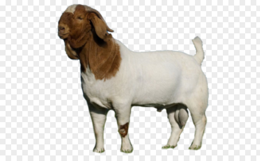 Goat Boer Cattle Caprinae Livestock Dog PNG