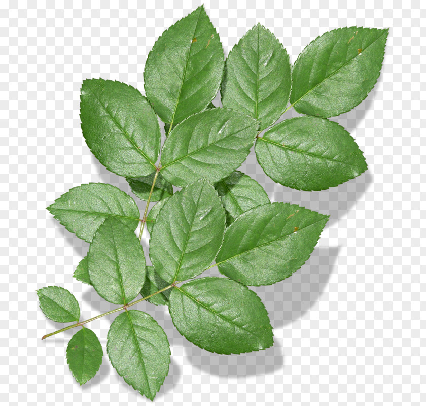 Leaf Herbalism Tree PNG