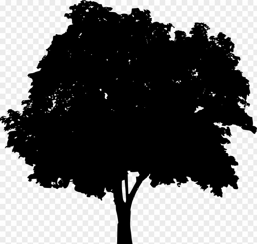 Tree Silhouette Brittany PNG