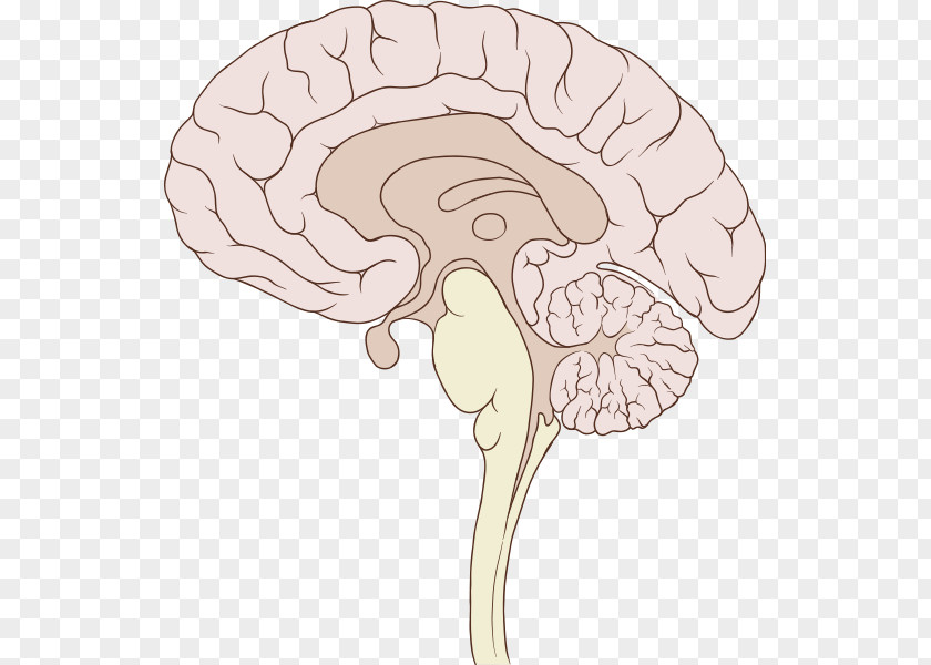 Brain Human Sagittal Plane Brainstem Anatomy PNG