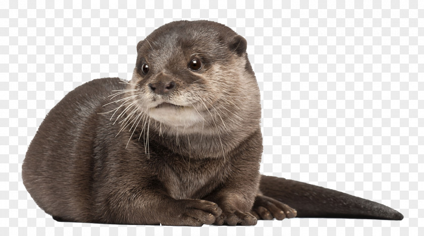 Cat Asian Small-clawed Otter Whiskers Aquarium Of Cattolica PNG