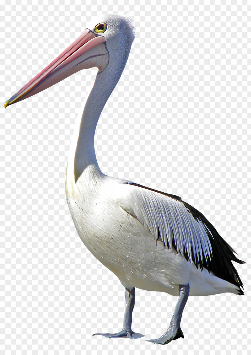 Flamingo Pelican Bird Clip Art PNG