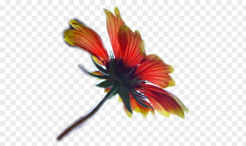 Flower Petal Blog Plant Stem PNG