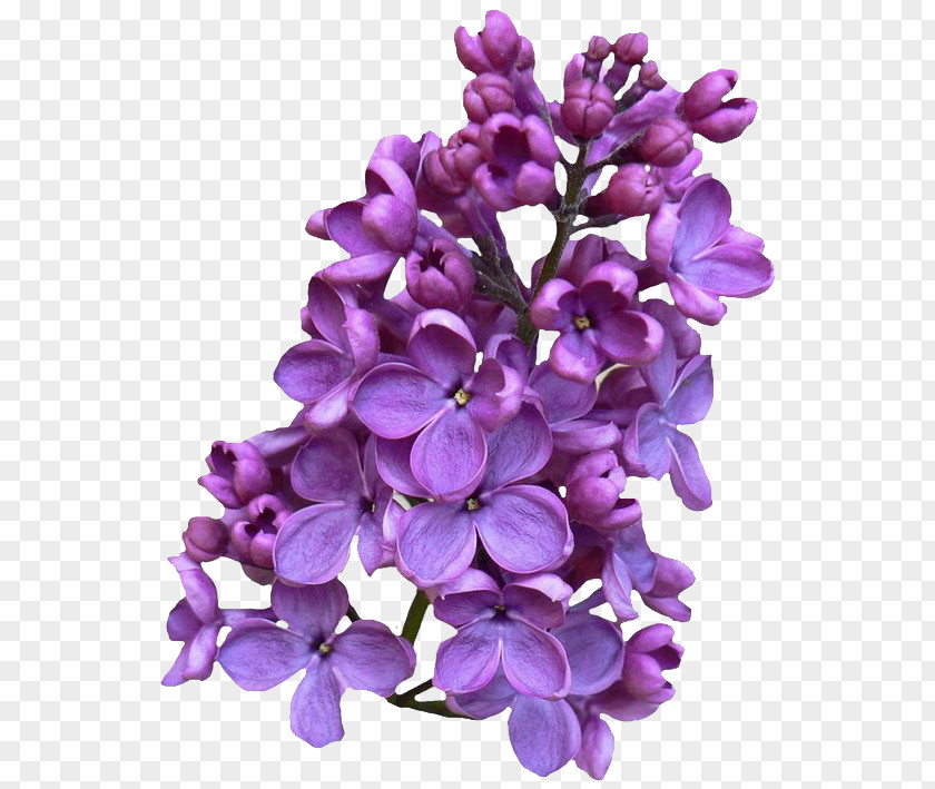 Lilac Clipart Common Clip Art PNG