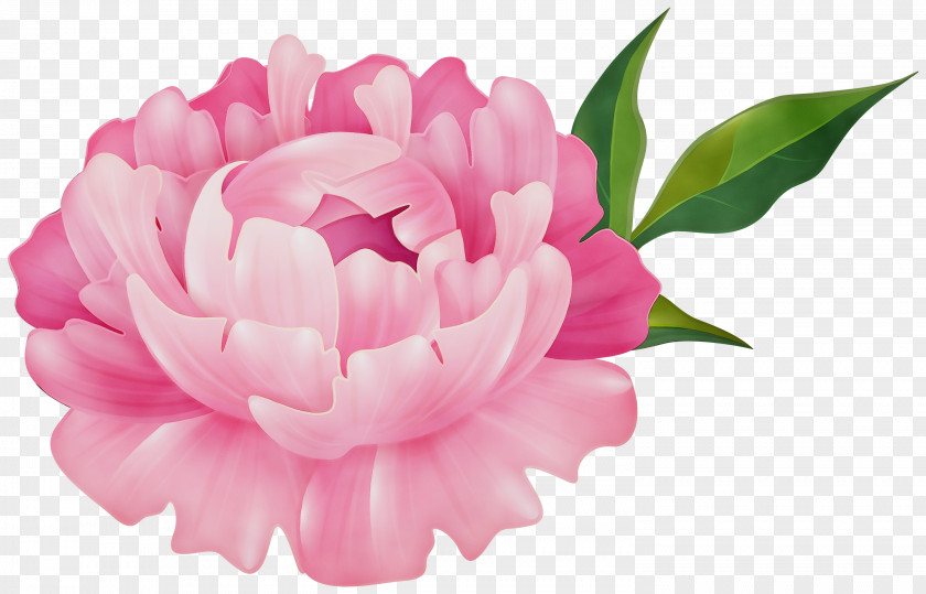 Pink Family Japanese Camellia Watercolor Flowers PNG