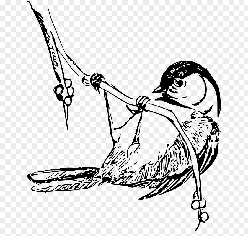 Public Domain Line Art Bird Black-capped Chickadee Drawing Clip PNG