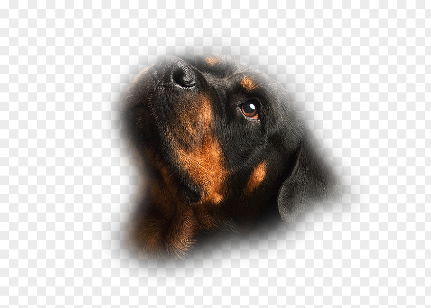 Puppy Black And Tan Coonhound Dog Breed Rottweiler Cat PNG