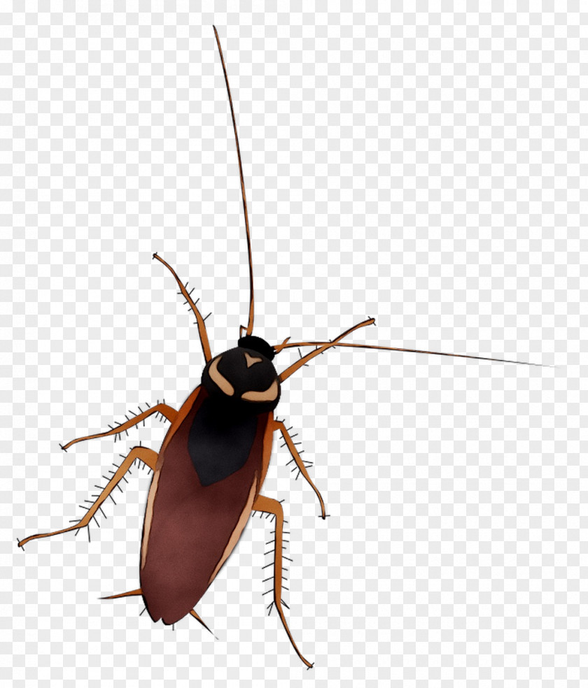 Cockroach Beetle Membrane Insect PNG