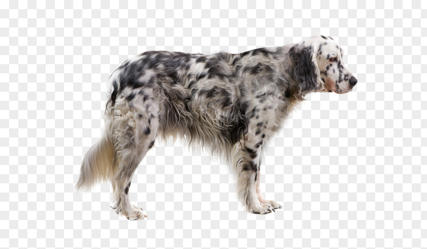 English Setter Rare Breed (dog) Dog Small Münsterländer Pointer PNG