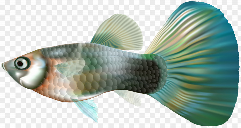 Female Guppy Fish Clip Art PNG