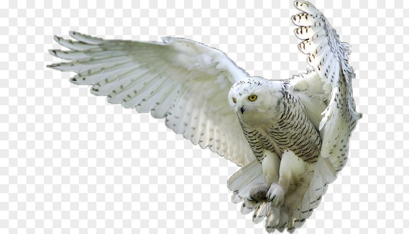 Owl Bird Bald Eagle Clip Art PNG
