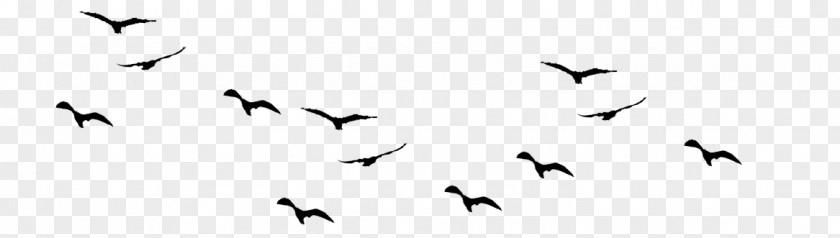 Silhouette Birds Flock Bird Life Photographer PNG