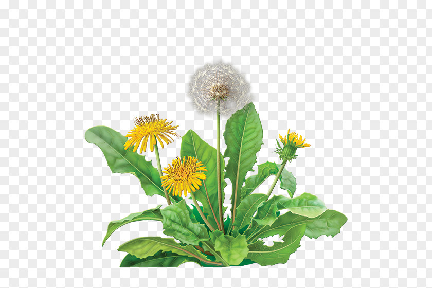 Tea Dandelion Coffee Green Bag Herbal PNG