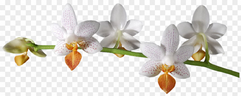 Flower Digital Image Orchids PNG