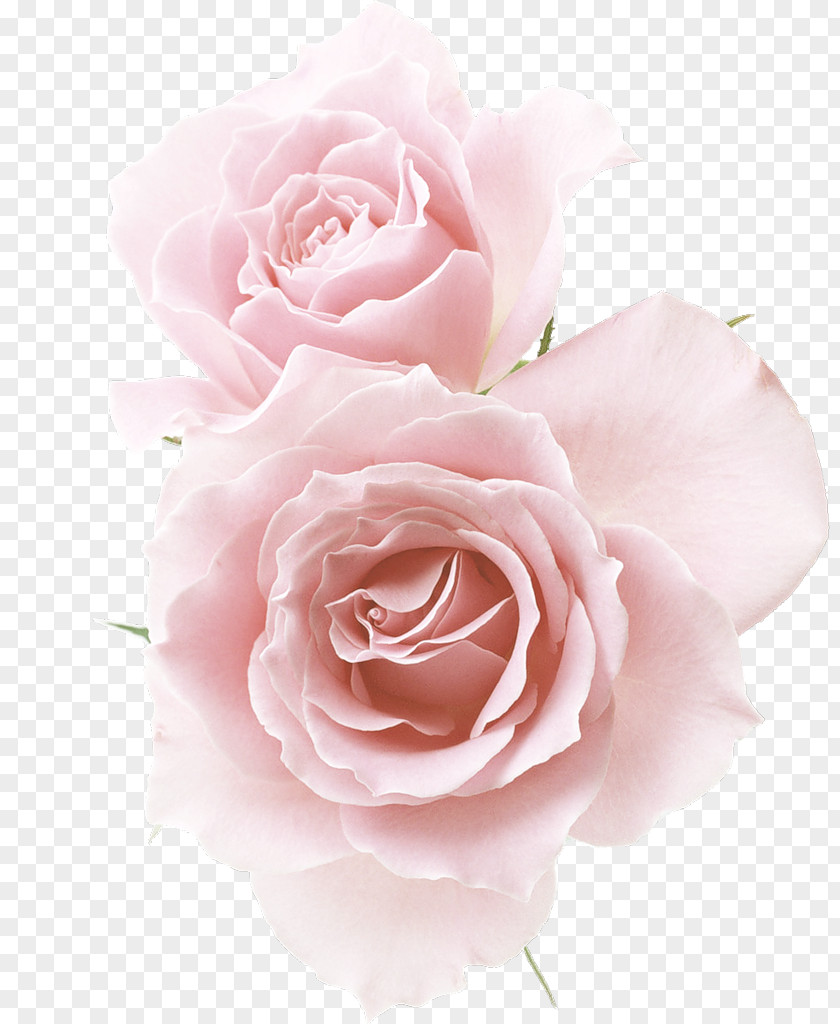 Flower Garden Roses Cabbage Rose Floribunda PNG