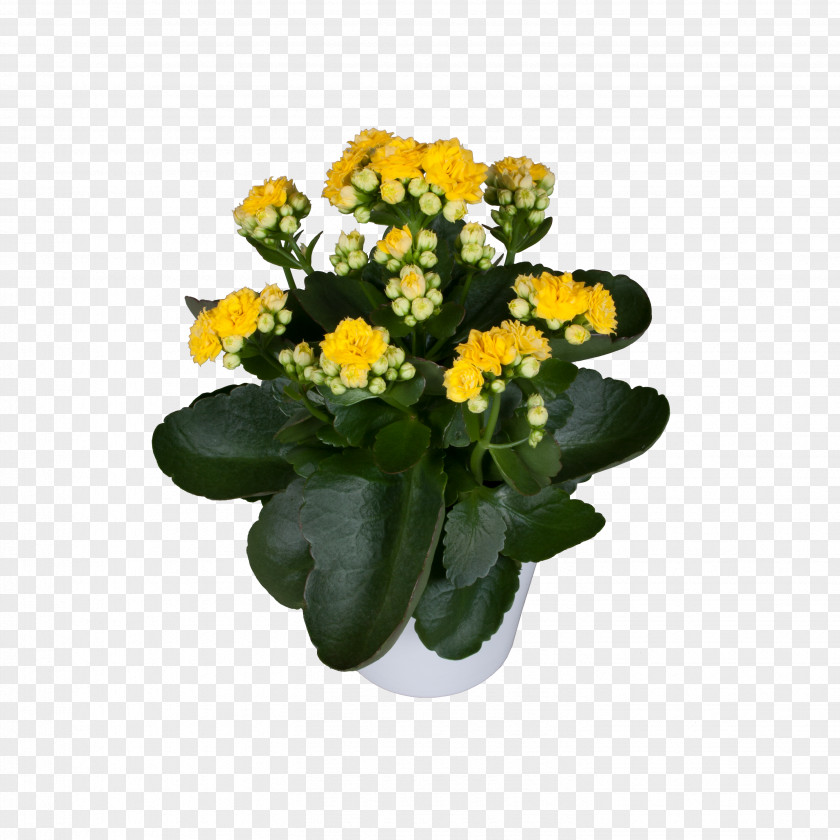 Kalanchoe Blossfeldiana Cut Flowers Flowerpot Annual Plant Herbaceous Flowering PNG