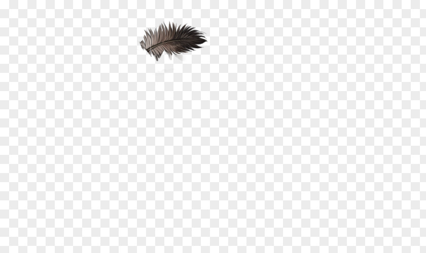 Ostrich Feather Wing Animal PNG