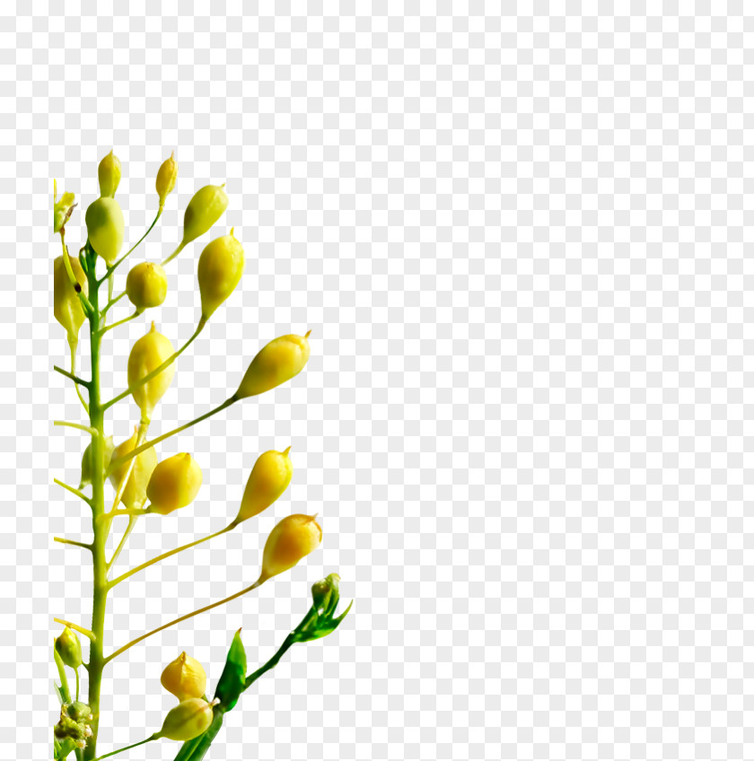 Paeonia Lactiflora Cut Flowers Floral Design Bud Twig Plant Stem PNG