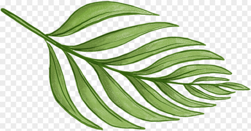 Tropical Leaves Leaf Barnsley Fern Plant Pattern PNG