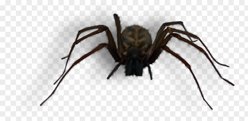 Big Black Spider Web Scrapbooking PNG