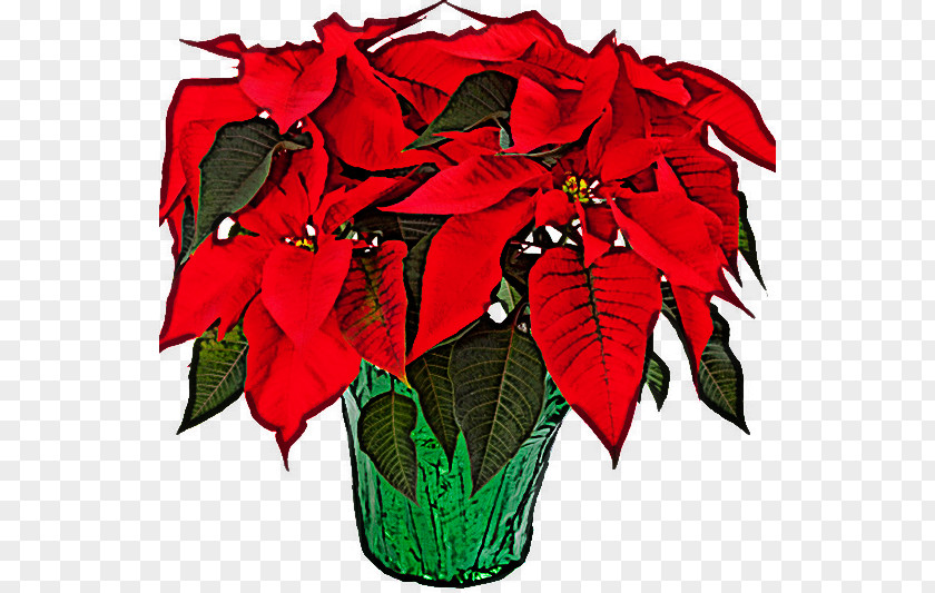 Flower Red Poinsettia Plant Leaf PNG