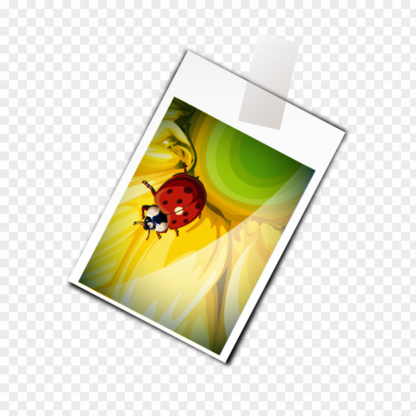 Insect Album Sheet Butterfly PNG
