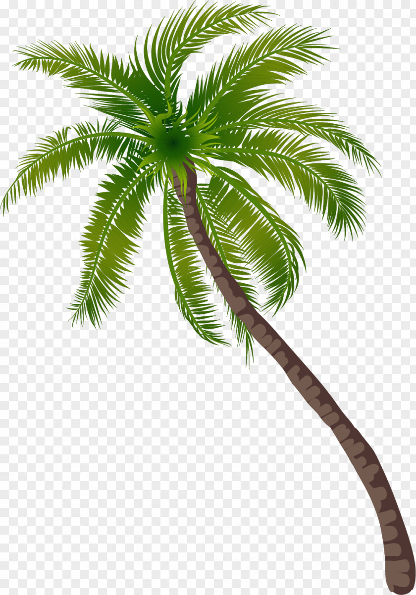 Beach Coconut Tree Pattern PNG