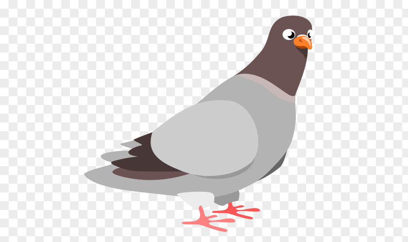 Bird Columbidae Homing Pigeon Clip Art PNG