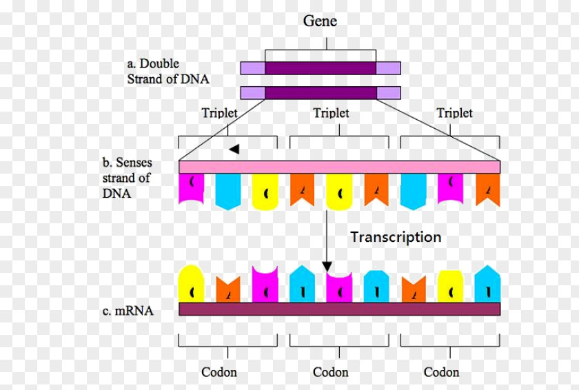 DNA-molecule Codon DNA Genetic Code Biology Transcription PNG