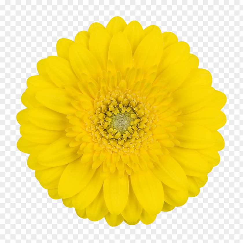 Flower Transvaal Daisy Cut Flowers Stock Photography Yellow PNG